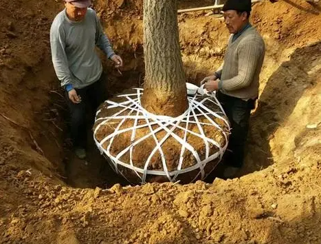 移栽银杏树需要注意什么