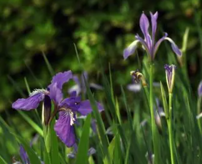 兰花草喜欢阴还是阳