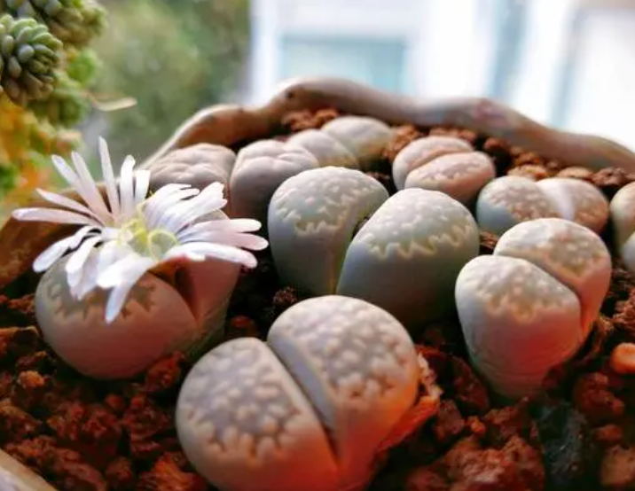 生石花的种子怎么播种