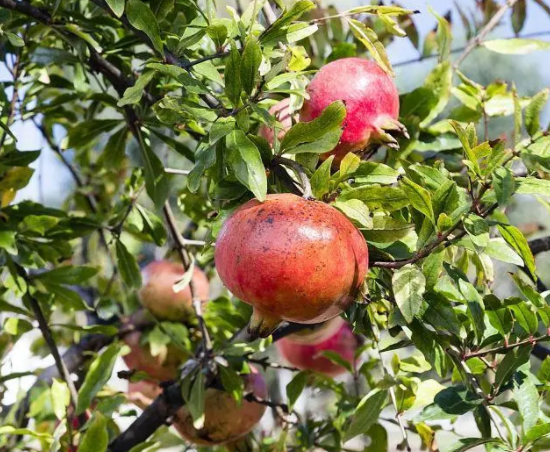 石榴树八月能扦插吗