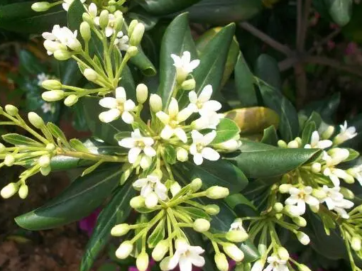 米兰花需要施什么肥