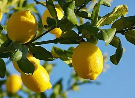 柠檬树的风水作用是什么呢