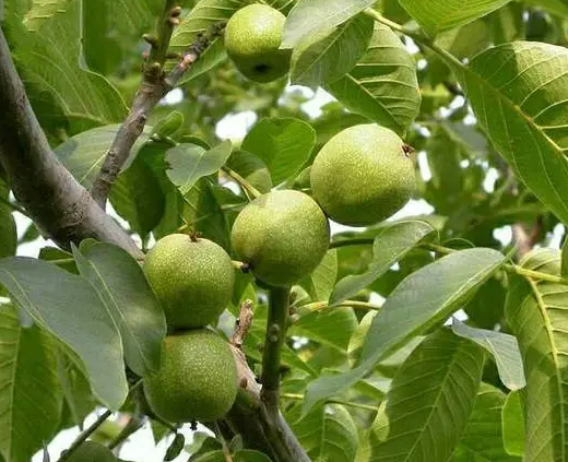 家中种核桃树好不好