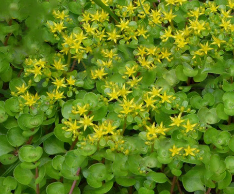 叶子像多肉但是开小黄花的是什么花呢