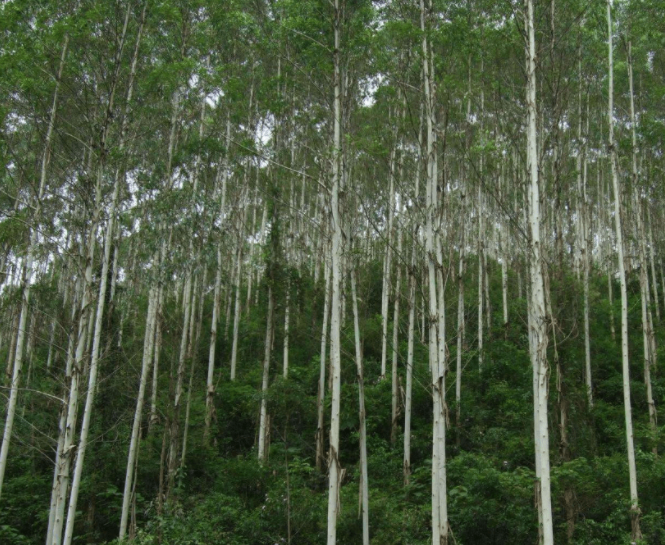 桉树最佳种植时间是什么时候呢