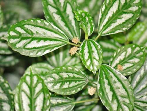 冷水花的养殖方法是什么呢