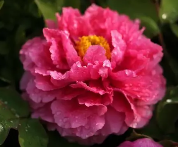 牡丹花怎么养才能长好