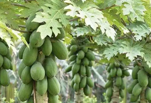 木瓜树的种植与养护