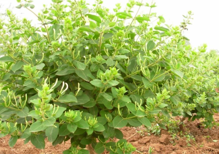 金银花怎么修剪开花多