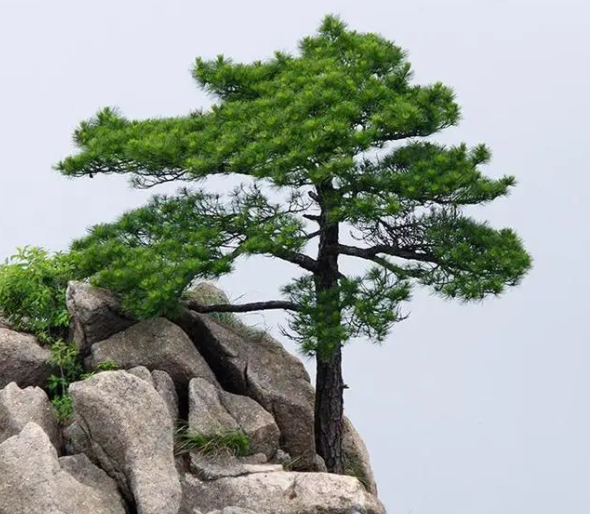 松树的生活环境和主要特征