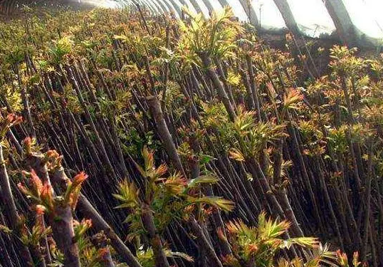 种植香椿树前景如何