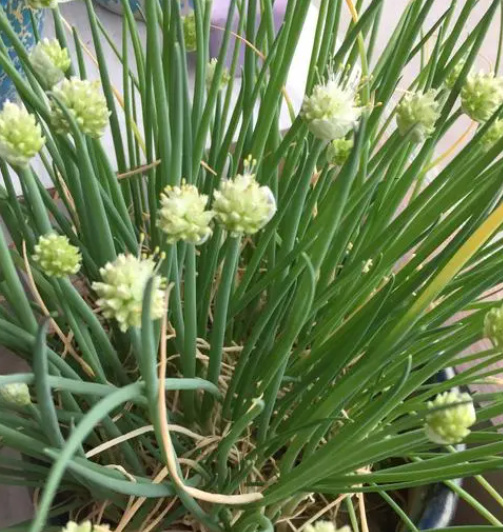 种下的小葱为什么开花了