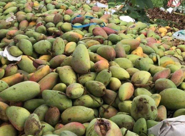 烂了的芒果可以做花肥吗