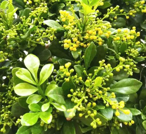 米兰什么时候开花