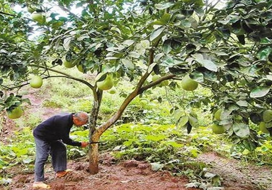 柚子树修剪技术