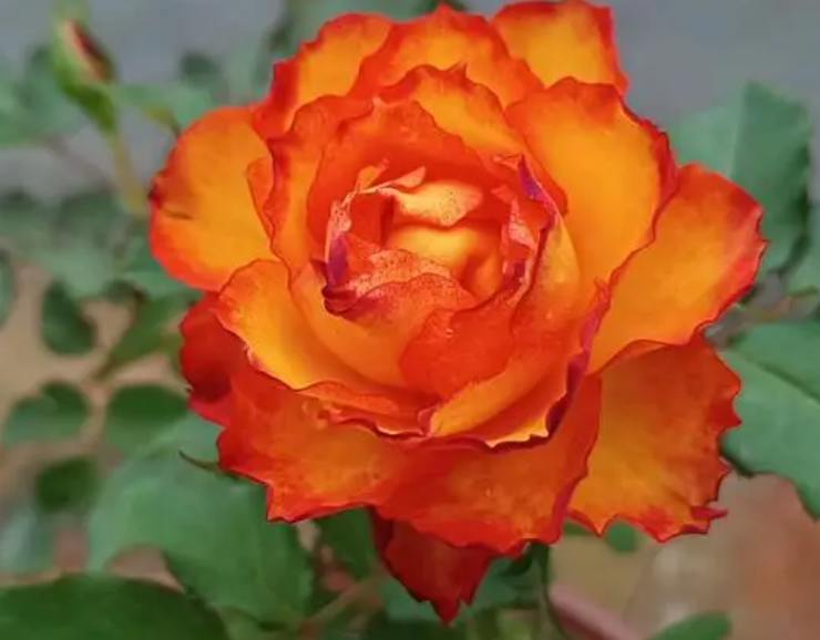 火焰月季花优缺点