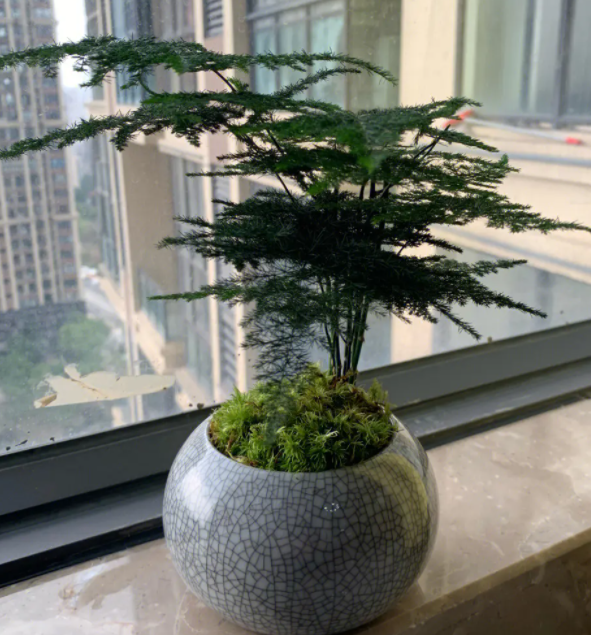 喜阴不喜阳的花卉有哪些