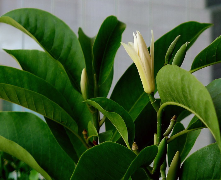 白兰花盆栽方法矮化