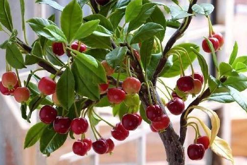 樱桃树多浇水还是少浇水