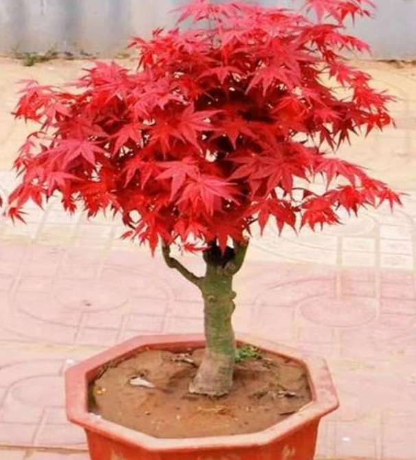 盆栽的枫树可以晒太阳吗