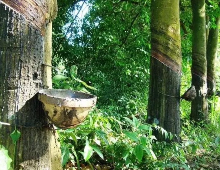 橡胶树下可以种什么