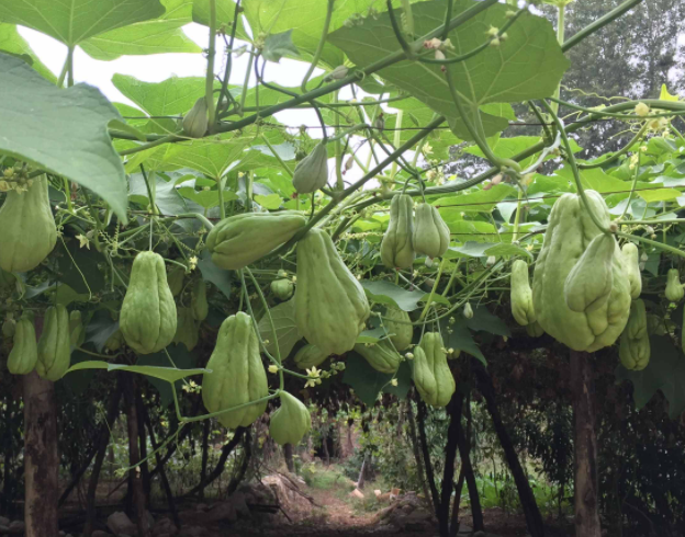 佛手瓜能种在花盆里吗