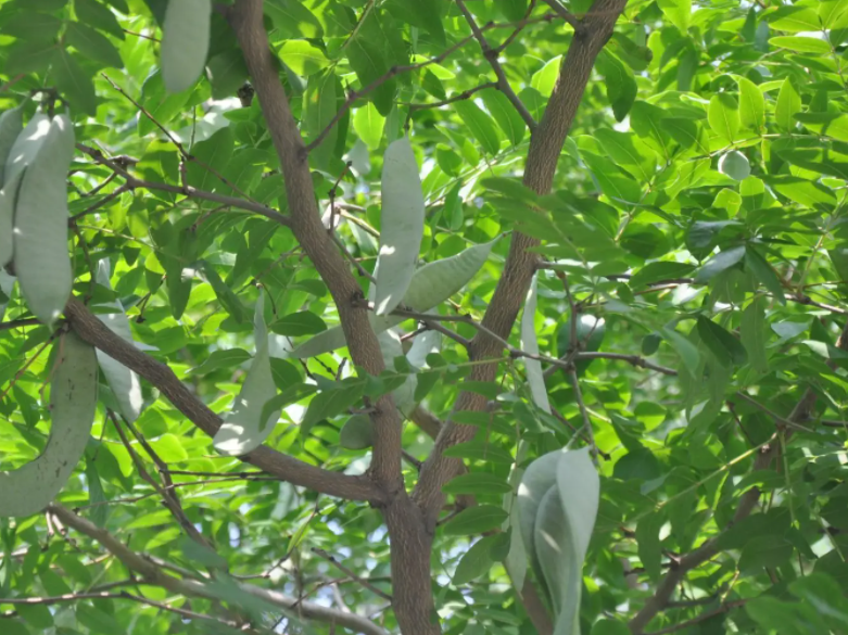 皂角树的生长环境