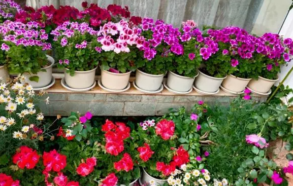 东面阳台适合种什么花