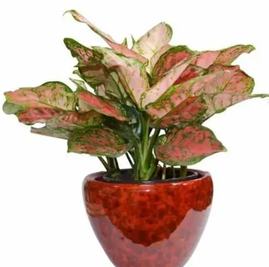 如意花怎样养才红