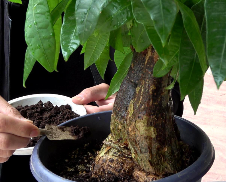 招财树的肥料怎么施