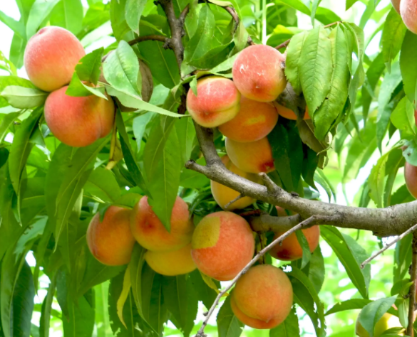 桃树什么时候扦插最好