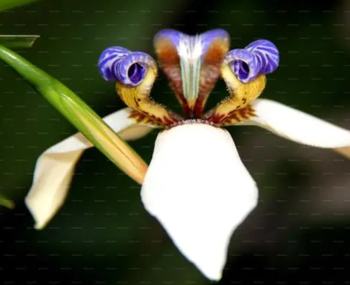 巴西鸢尾兰什么时候开花