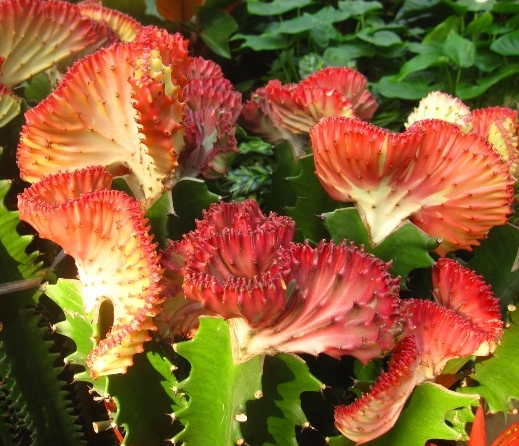 麒麟花怎么繁殖呢