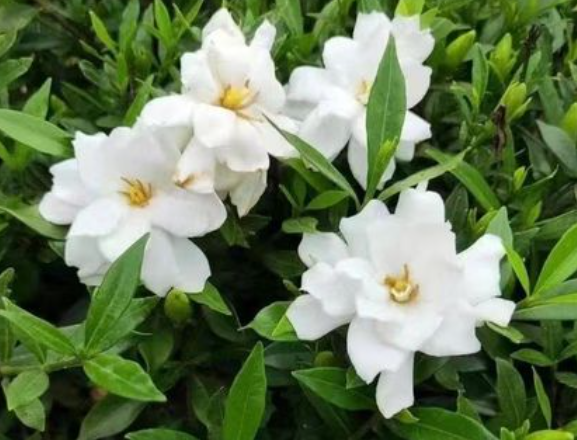 小叶栀子花夏天养殖方法是什么呢