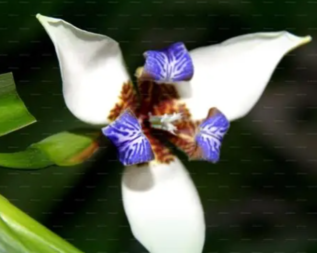 十大矮种兰花分别是什么呢