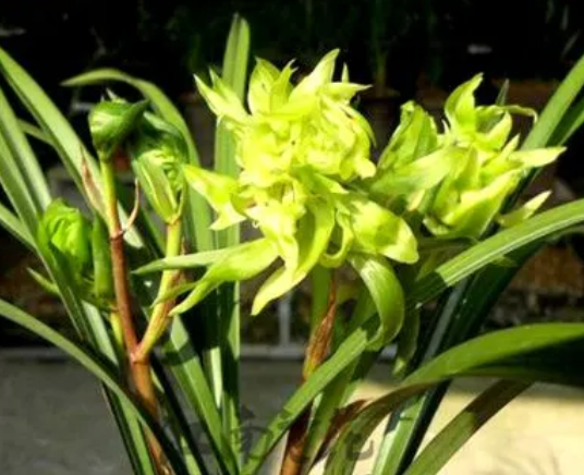 兰花花开富贵在北方好养吗