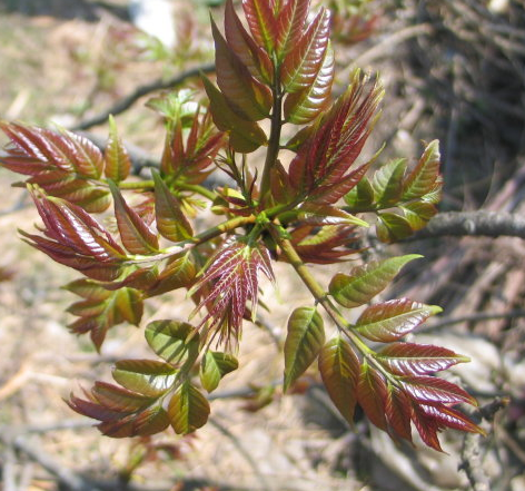 椿芽树什么时候整支