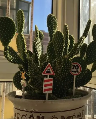 黄毛掌怎么养才能开花