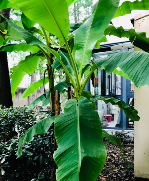 芭蕉树移栽注意事项