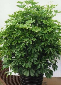 八方来财树太高了能剪短吗