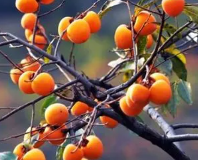 柿子树与家庭风水有什么关系呢