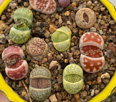 生石花中间长了个小的怎么办