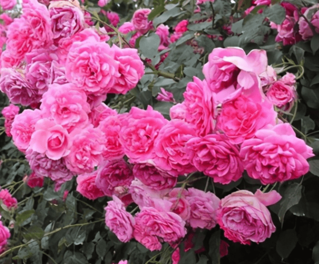 月季哪个品种好养而且开花多