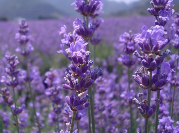 哪种花驱蚊效果最好