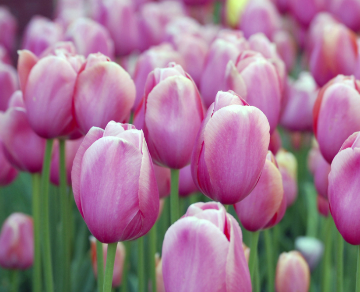 郁金香开花后能保持多久