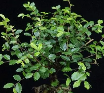 小叶榆树价格如何