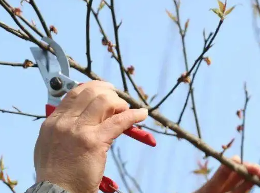 移栽树苗为什么要剪枝叶