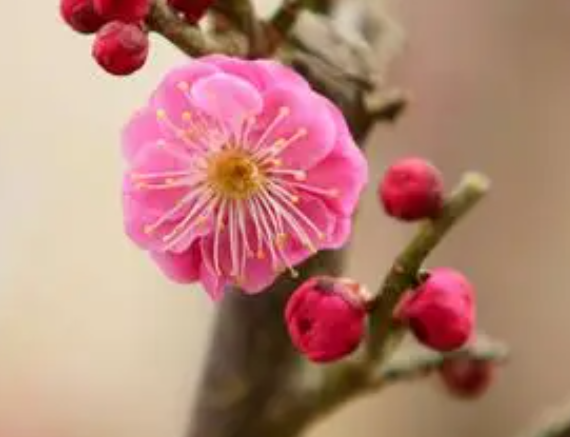 梅花修剪时间和方法是什么呢