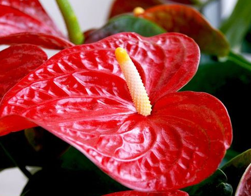 花烛的毒能毒死人吗