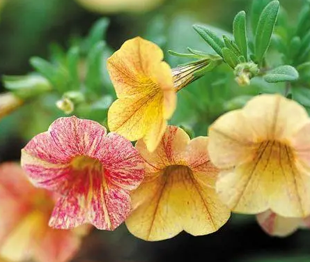 舞春花过冬会死吗